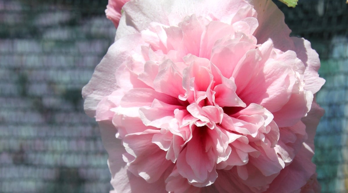 Close-up of double flower Alcea rosea &lsquo;Peaches N Dreams&rsquo; in a sunny garden against a blurred background. The flower is large, consists of many layers of ruffled peach-pink petals with a richer pink center.