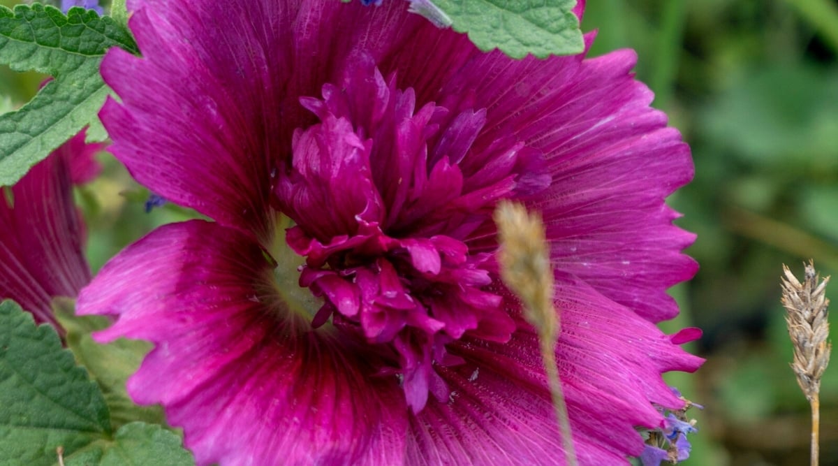 Close-up of a blooming Alcea rosea &lsquo;Queeny Purple&rsquo; flower against a blurred green leafy background. Large double flower of with frilly petals.