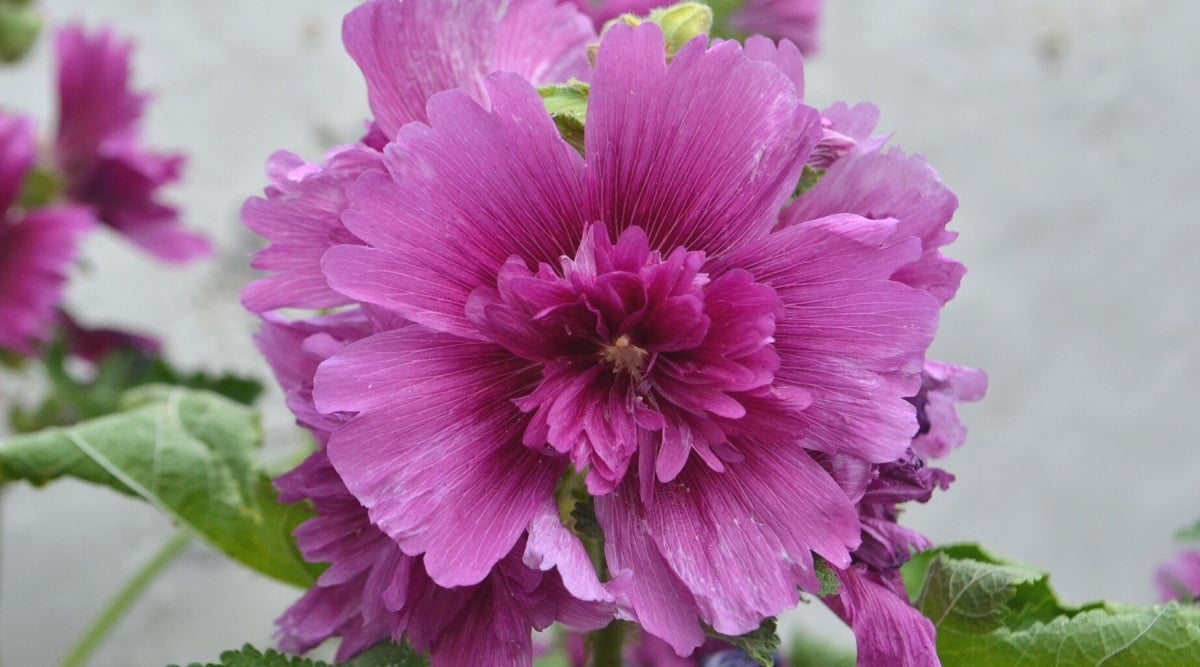 Close-up of a blooming Alcea rosea &lsquo;Spring Celebrities Purple&rsquo; flower in a garden. The flower is large, double with frilly petals.