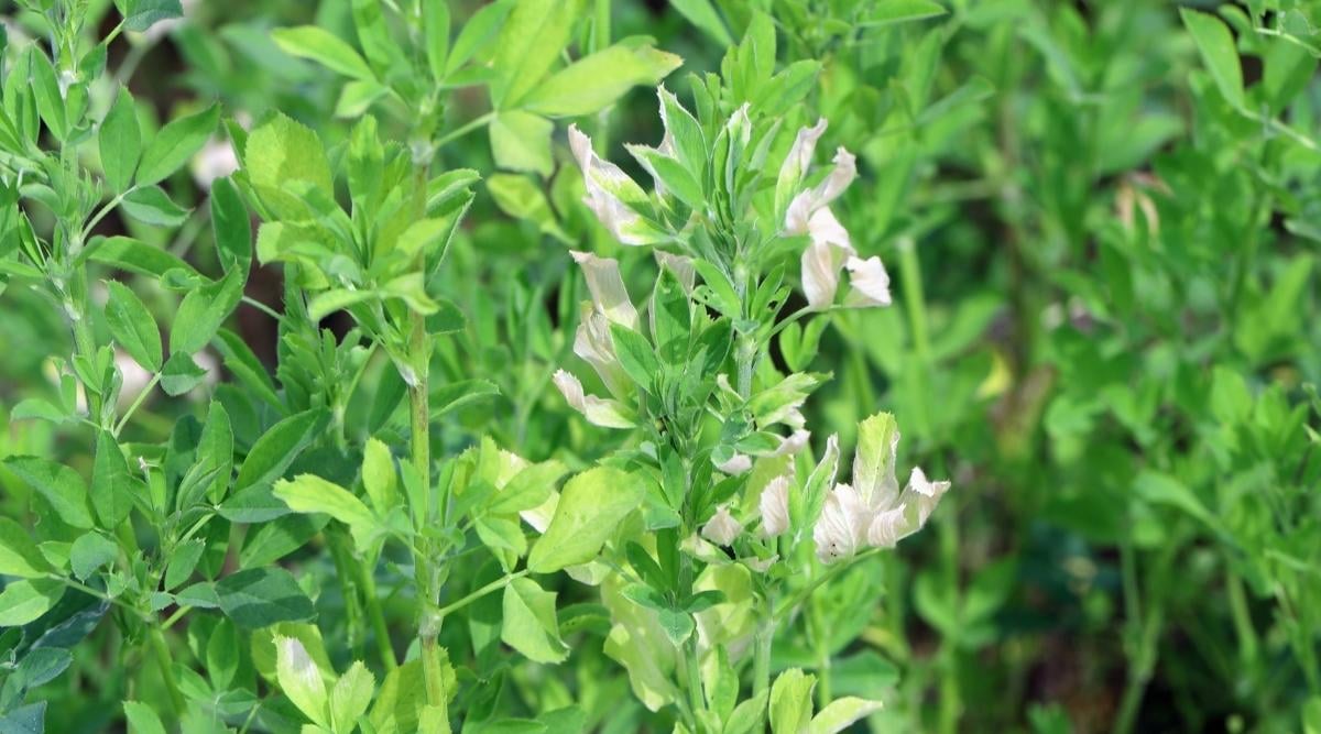 An area in the garden with plants affected by Alfalfa Mosaic Virus appearing to have lush leaves