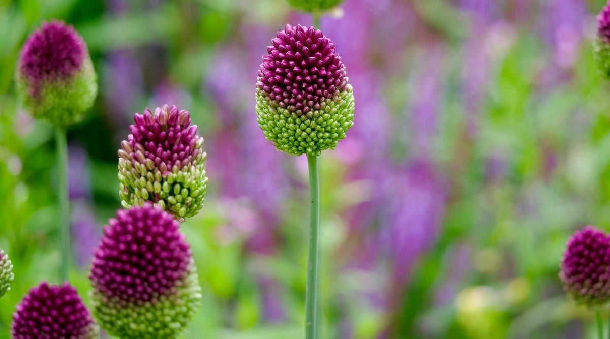 A close up shot of a Allium sphaerocephalon plant having thin green stems and fluffy tops