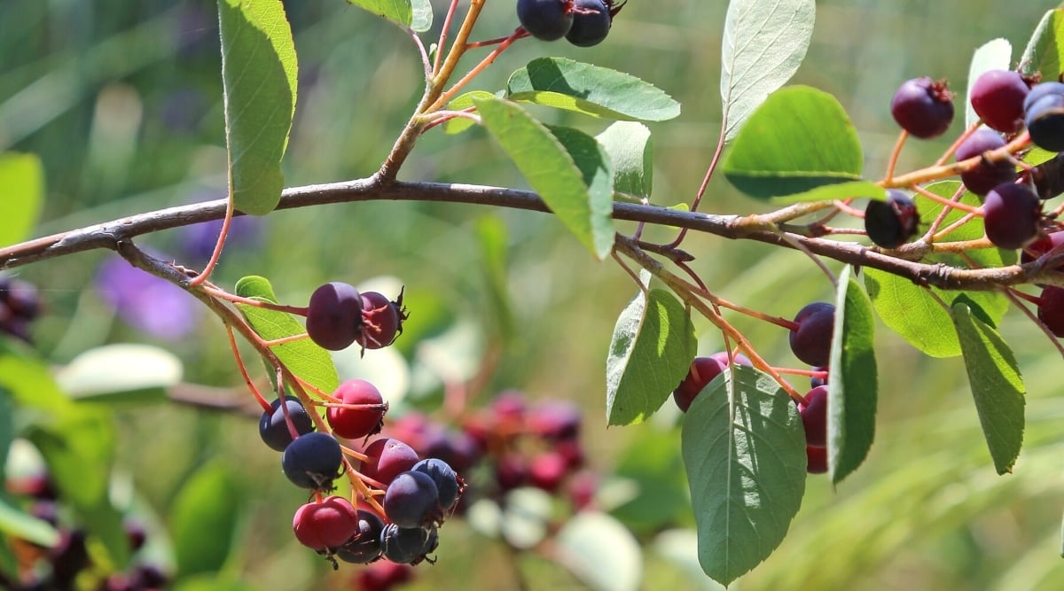 Close-up of the branches of a Serviceberry plant in a sunny garden. Serviceberry (Amelanchier arborea) is a small tree. The tree has simple oval dark green leaves with serrated edges. The plant produces small, round, and edible fruits resembling berries that range from reddish-purple to black when ripe.