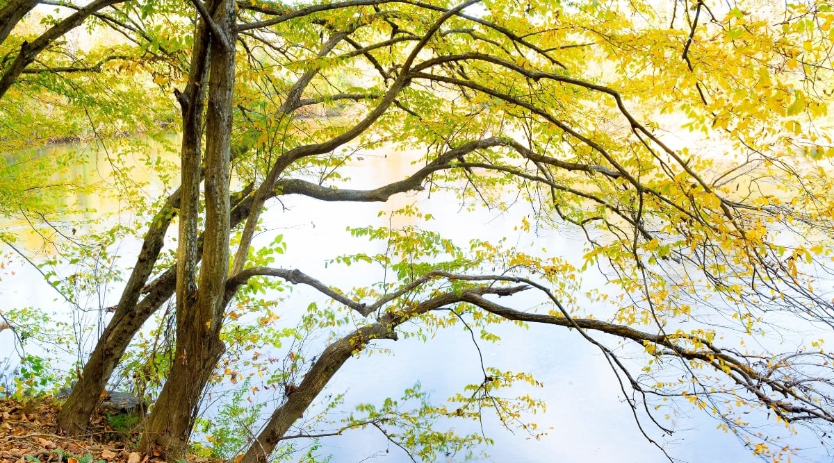 The American Hornbeam has a slender, gray trunk with textured bark that appears to be etched with delicate lines. Its graceful branches stretch out and curve upwards, creating a natural canopy over the river. The vibrant green leaves are small and oval-shaped, giving the tree a delicate and elegant appearance.