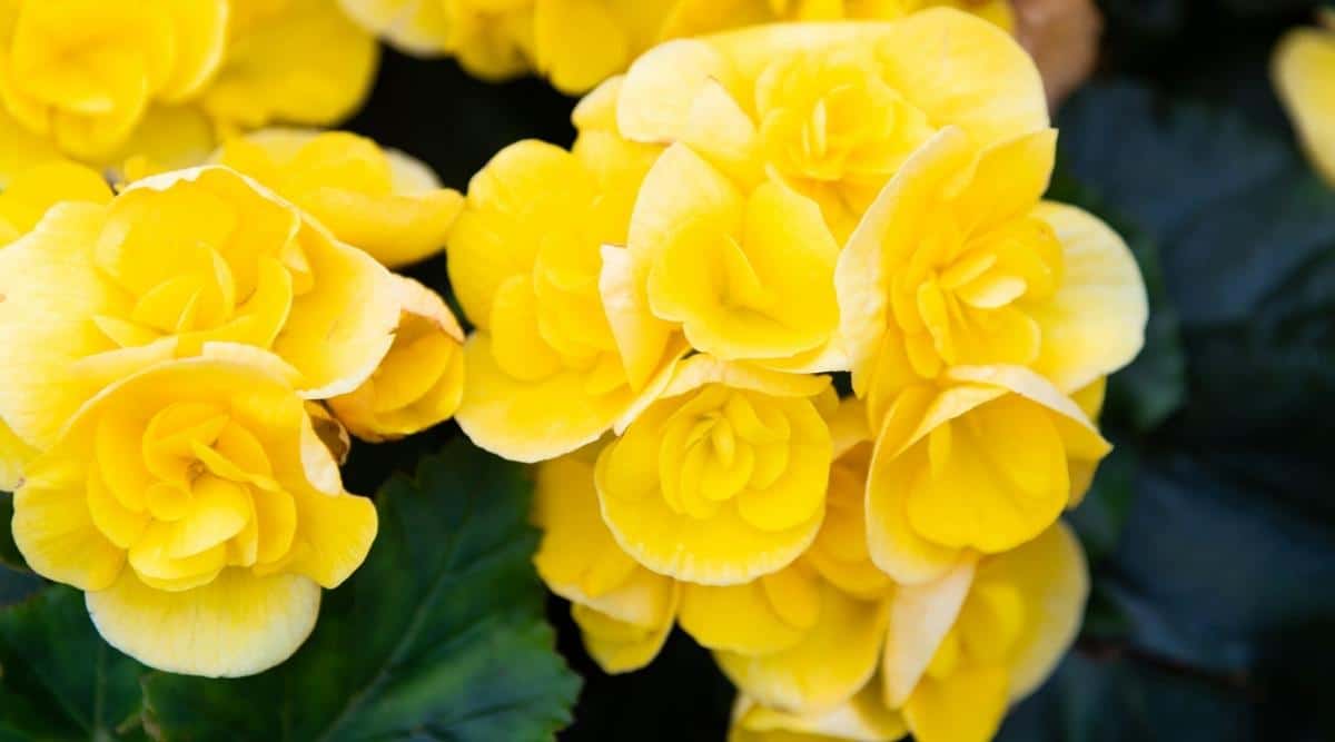 A closeup of bright yellow blooms of the Amstel Blitz plant appearing to have vividly green foliage under sunlight