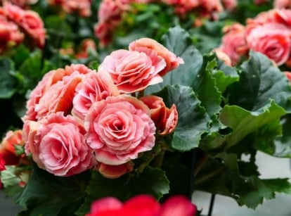 An area covered in begonias, appearing to have deep green foliage with countless blooms in pinks and red