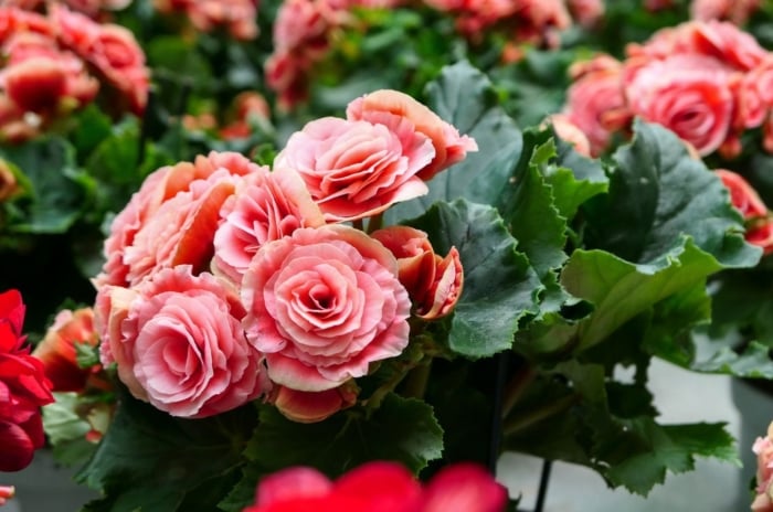 An area covered in begonias, appearing to have deep green foliage with countless blooms in pinks and red