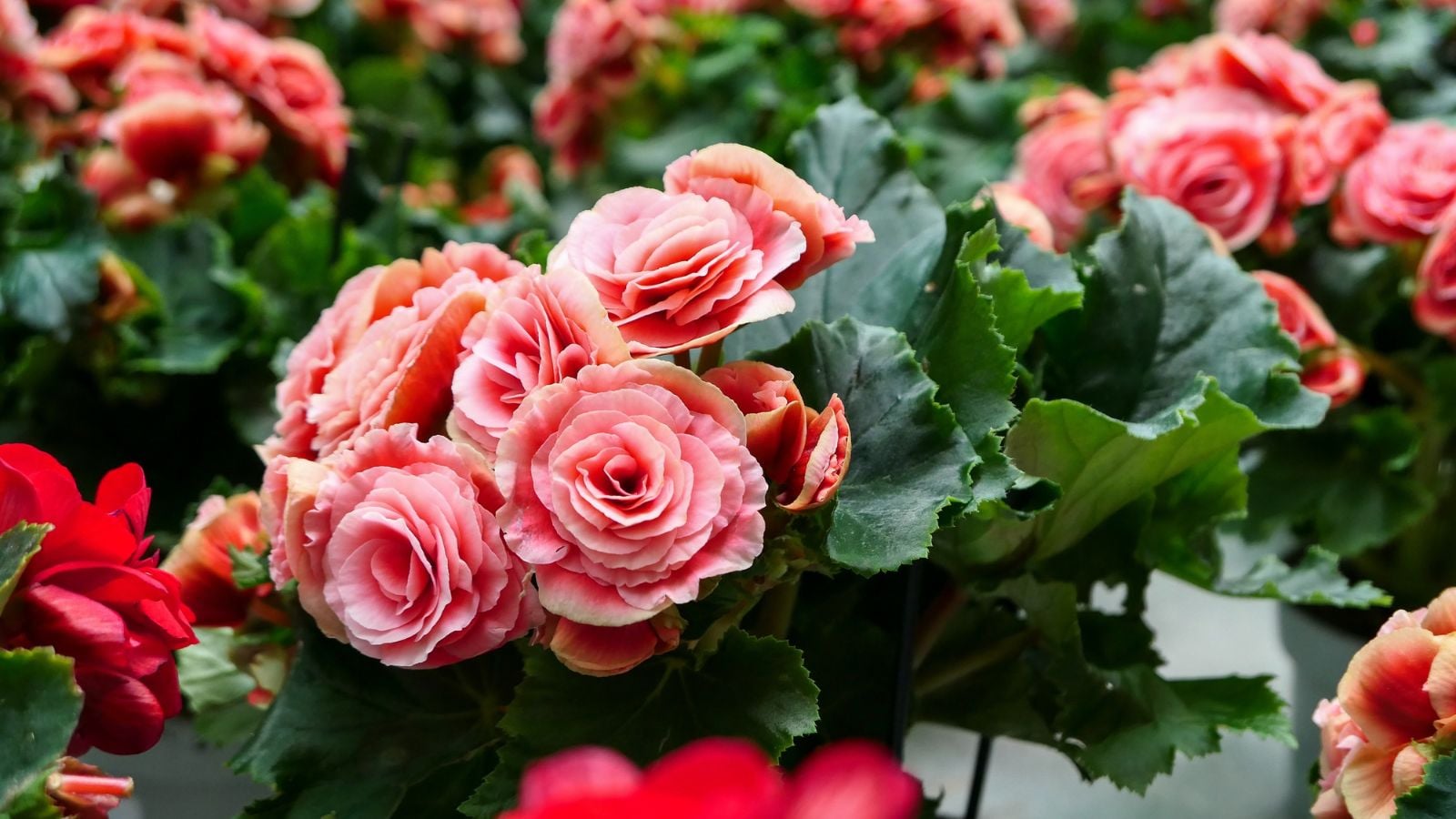An area covered in begonias, appearing to have deep green foliage with countless blooms in pinks and red