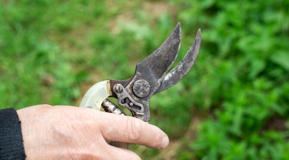How to Plant, Grow, and Care for Creeping Raspberry
