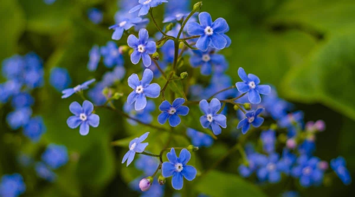 Anchusa capensis