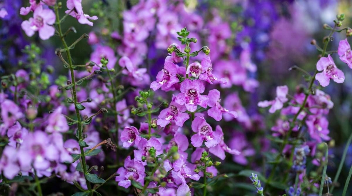 Angelonia augustifolia