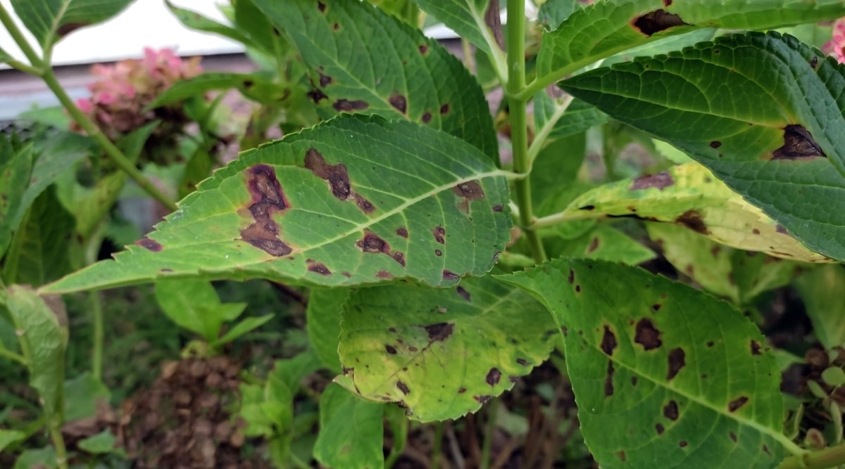 A close-up of a plant affected by anthracnose disease. The fungus causing the disease has caused black, sunken spots to appear on the serrated, green leaves.