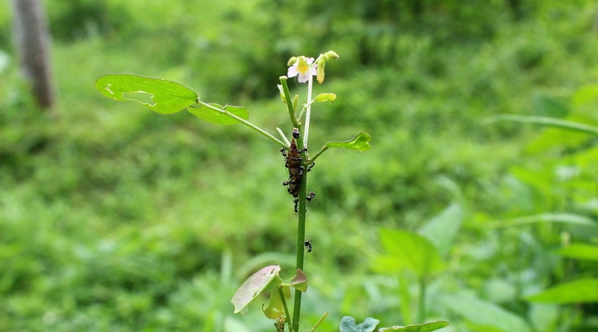 An Oxalis plant with vibrant green leaves takes center stage, complemented by a slender stem and a dainty white flower. A small brown pest can be seen climbing near the leaves, unfortunately causing damage. In the background, a blur of lush green leaves adds a natural ambiance.