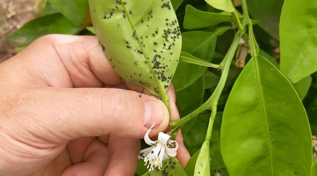 Aphid Infestation on Lemon Tree