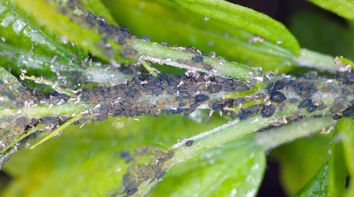 Aphids crawling on plant