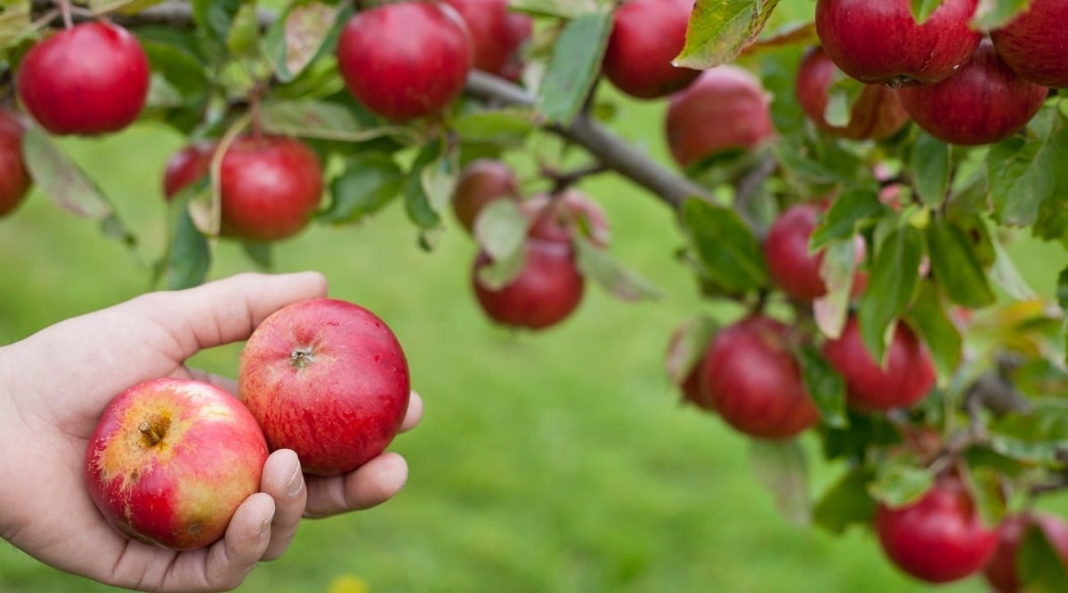 Can You Grow Apple Trees in Tennessee? Which Varieties Will Grow?