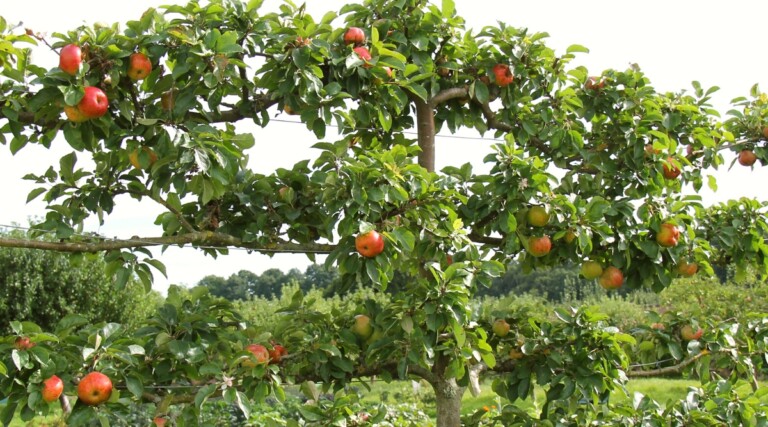 27 Edible Plants to Climb an Arbor or Trellis