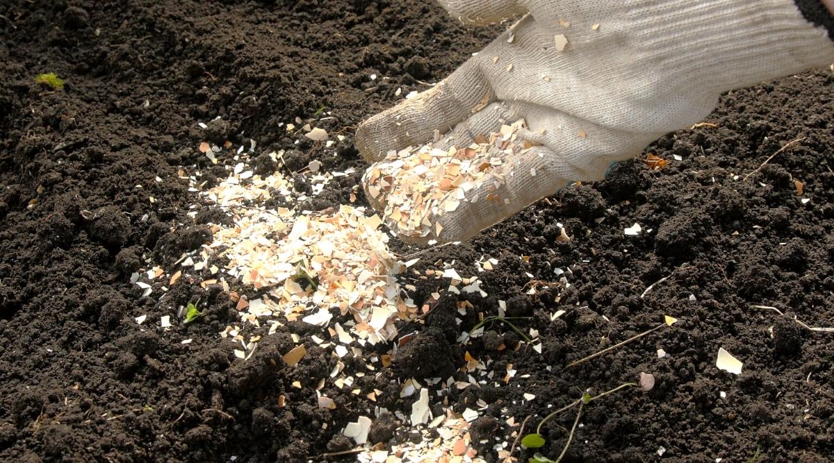 A close-up of a gardener's hand in a white glove pouring crushed eggshells into the black soil in a garden as fertilizer.