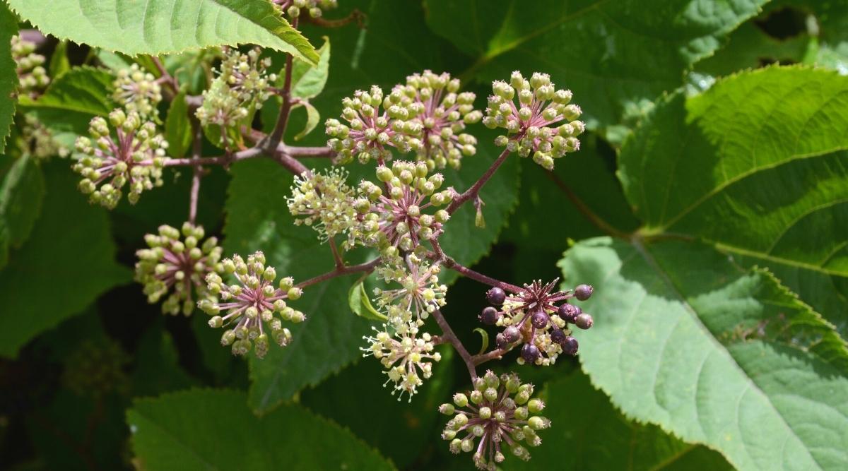 Aralia cordata