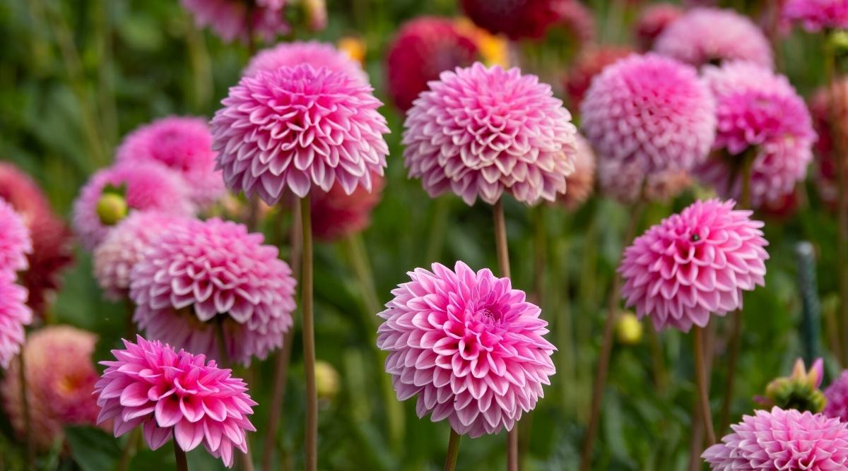 Are Dahlias Annual, Biennial, or Perennial Flowers?