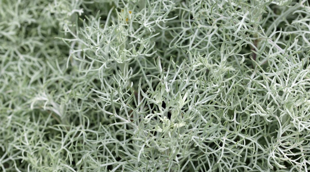 A close up shot of Artemisia frigida foliage appearing to have a grayish color under bright light