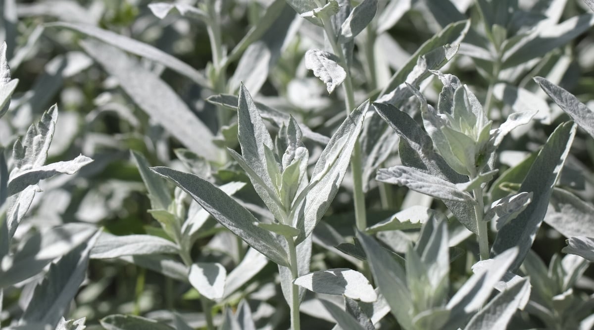 Close-up of Artemisia ludoviciana &lsquo;Silver King&rsquo; plant in a sunny garden. The plant has elongated, lanceolate, silver-gray-green leaves with serrated edges.