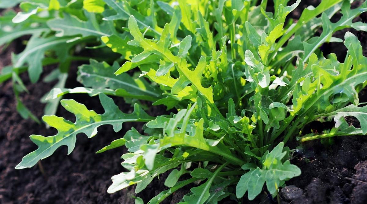 Arugula