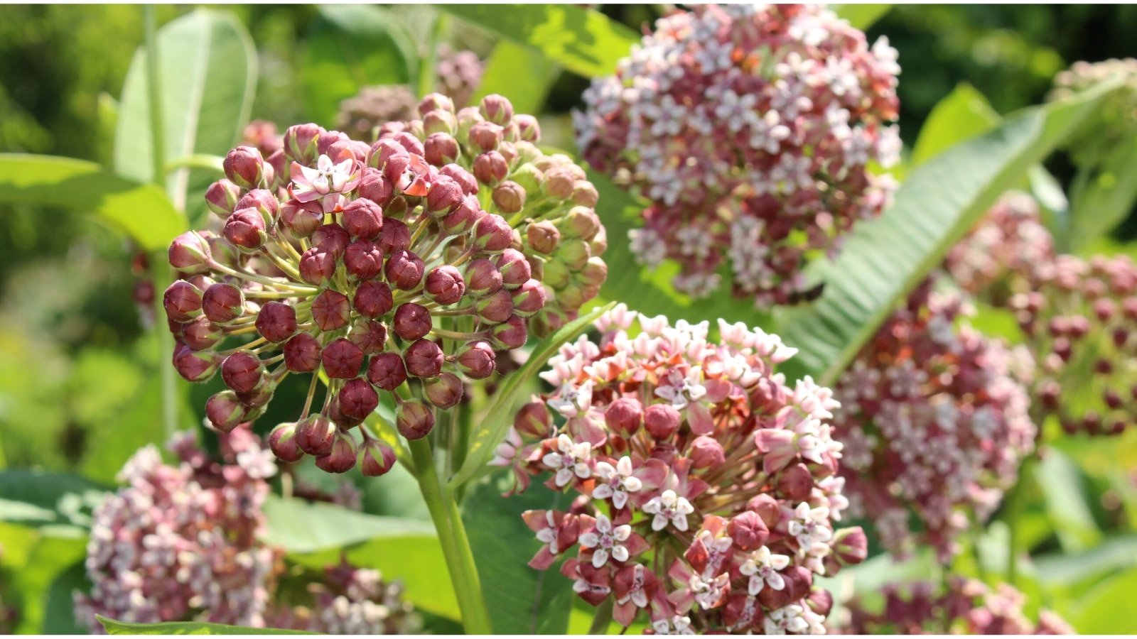 wild-herbs-in-ohio