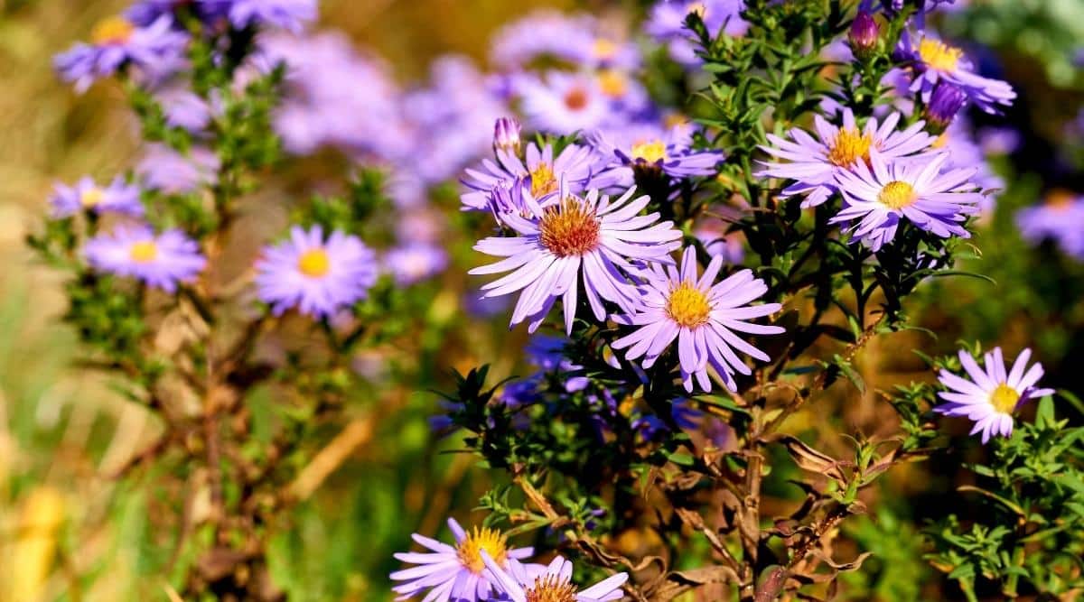Asters bloom in the garden