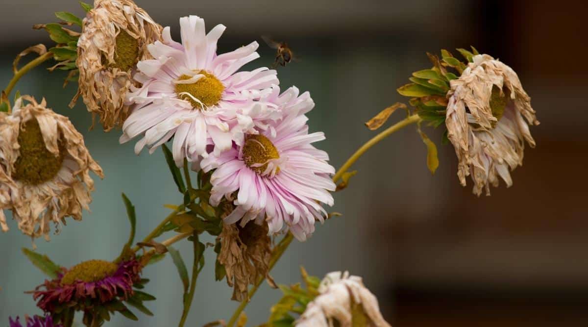 Asters affected by root rot