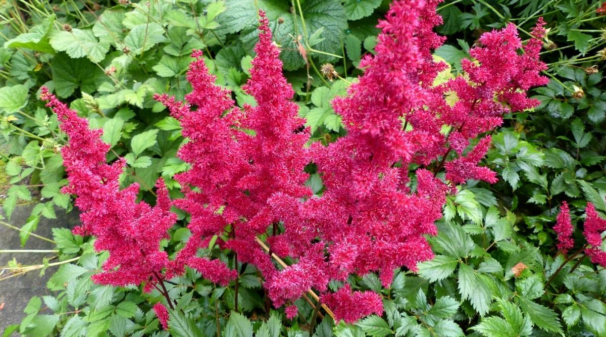 Astilbe hybrid