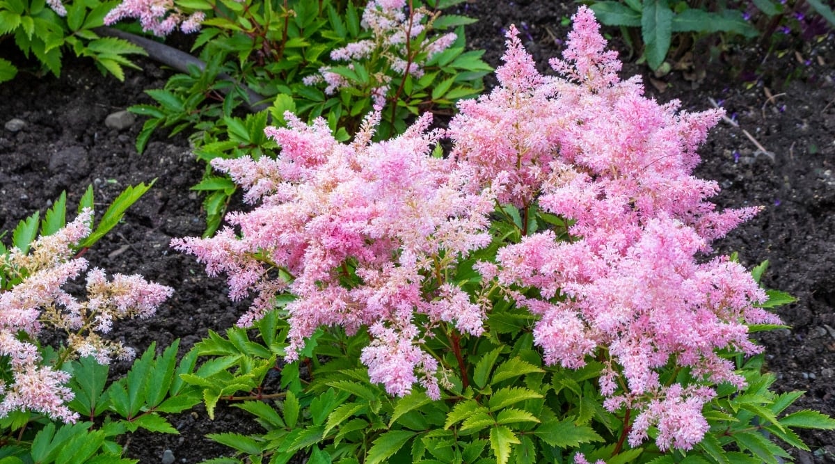 Clusters of flowers with big, bright, light pink, plumes of feathery petals and small, pointy, green leaves with jagged edges.
