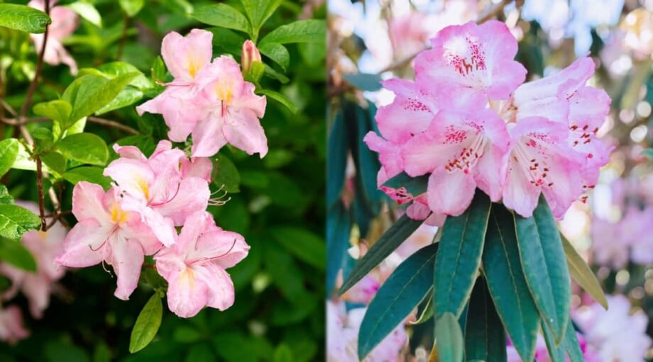 Azaleas vs. Rhododendrons What's The Difference?