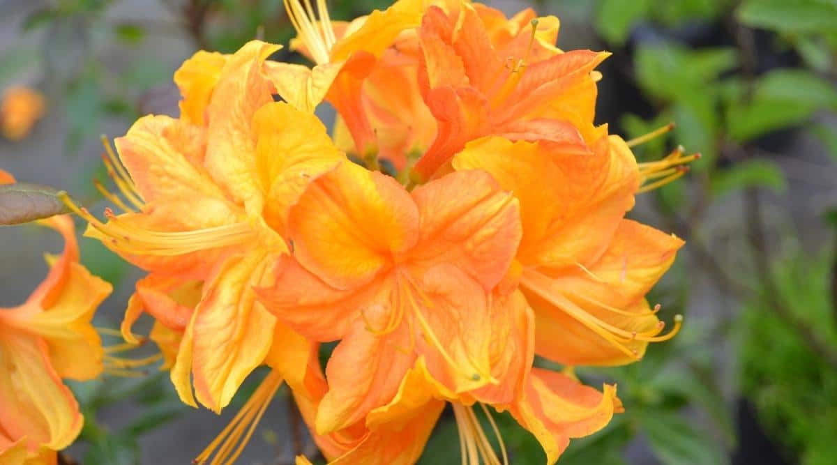 A cluster of Azalea-x-Klondyke blooms appearing to have a vibrant orange hue with prominent centers