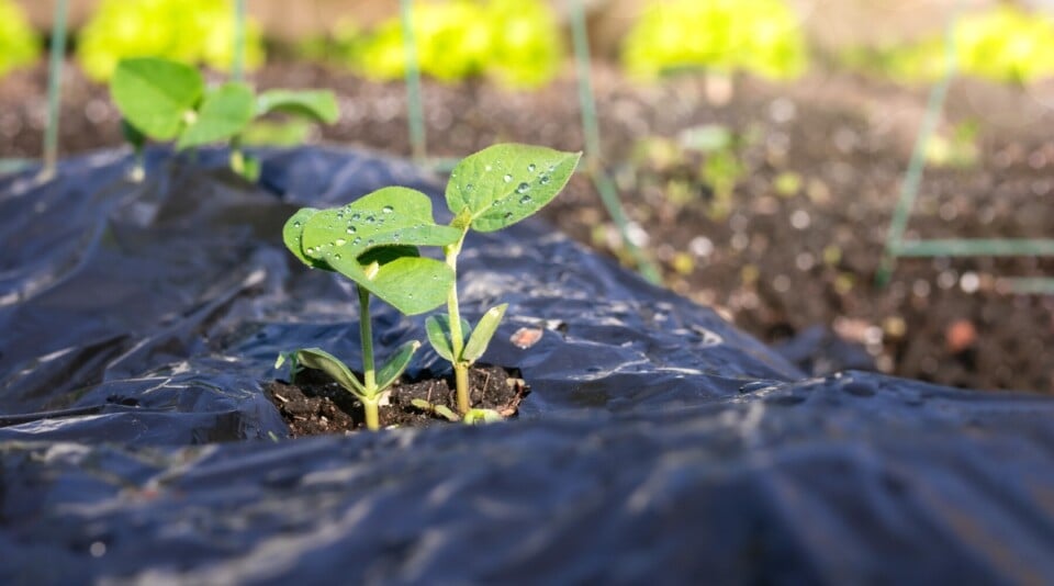 18 Pros and Cons of Using Plastic Mulch in the Garden