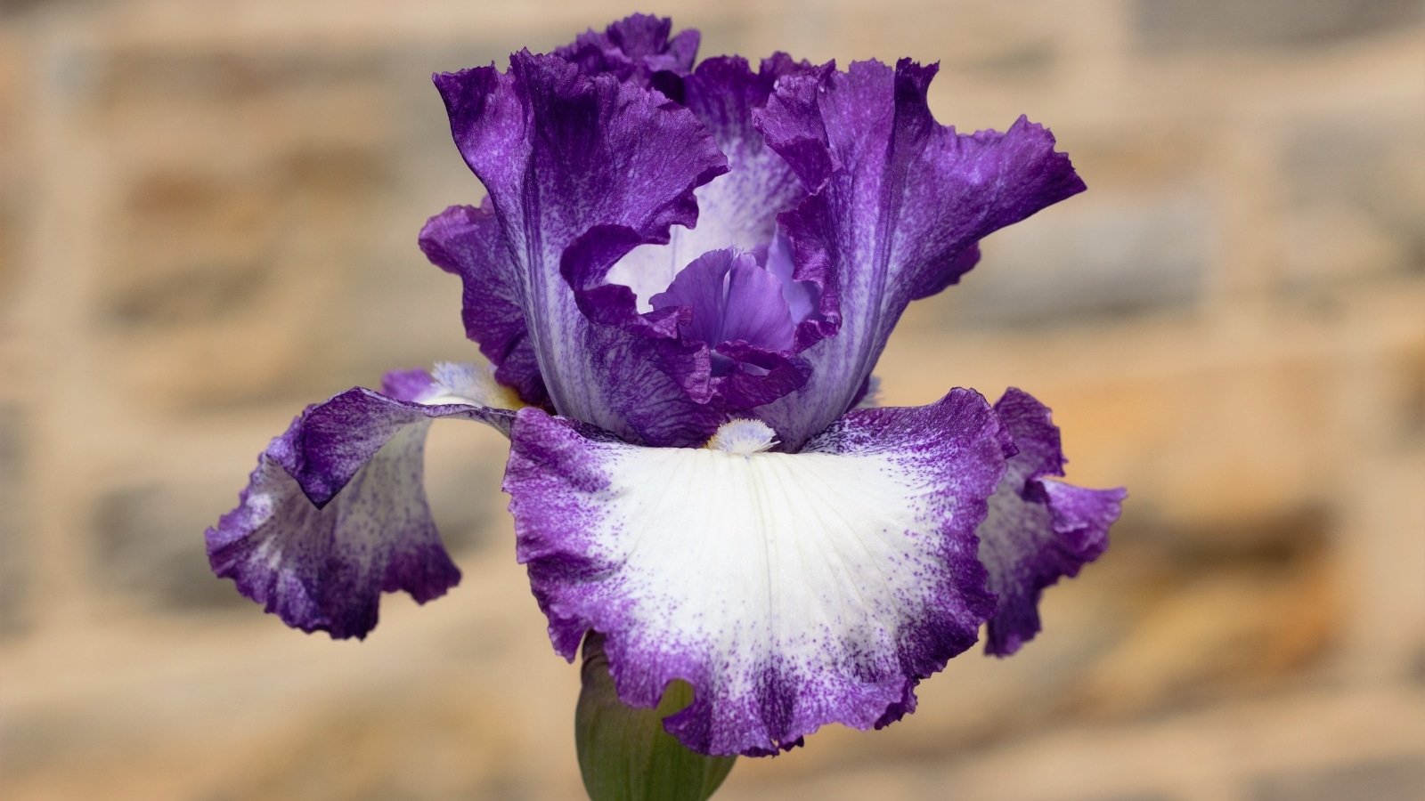 35 Different Types of Iris Cultivars For Your Flowerbeds