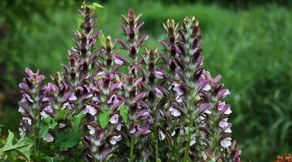 Thick tall flower stalks, lined with showy, hooded, pinkish-maroon and white flowers.