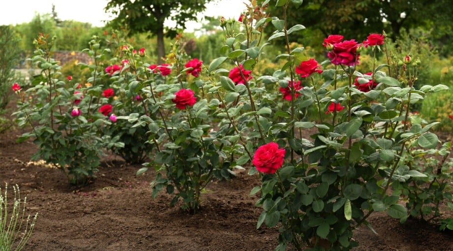 9 Fall Care Tips for Roses