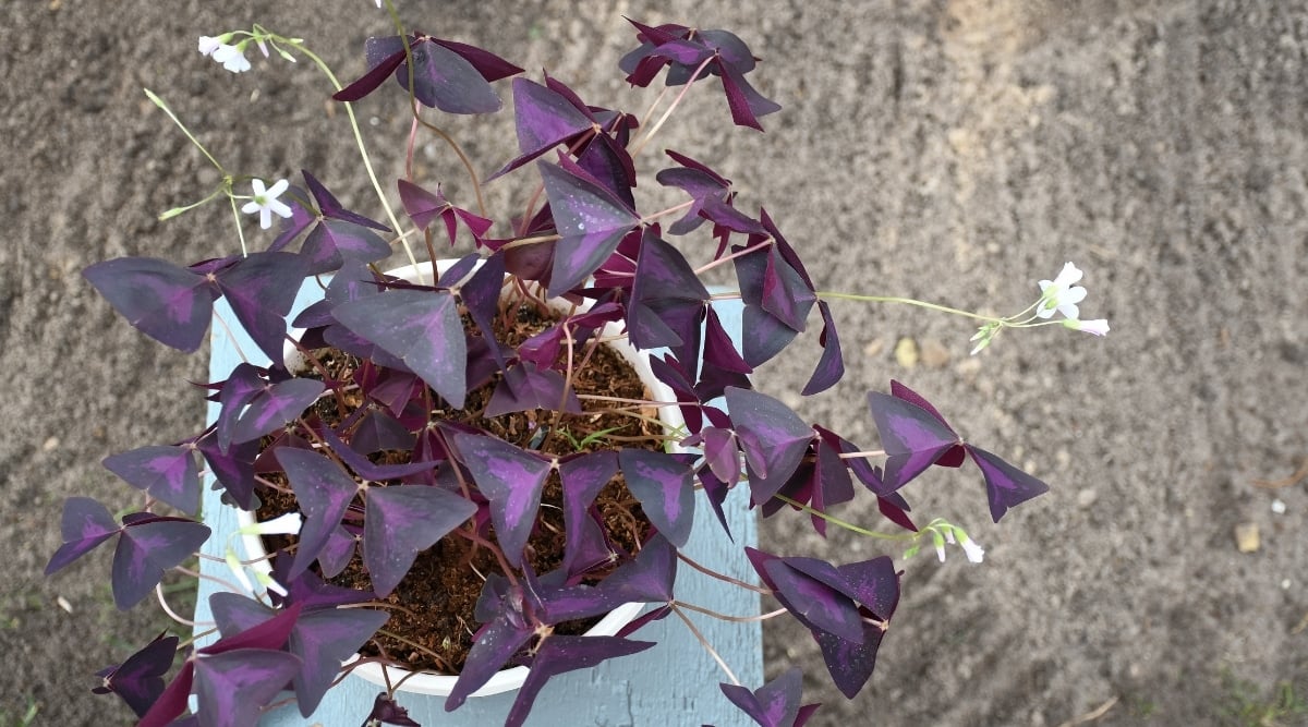 A close-up of an Oxalis plant with small, white flowers blooming amidst purple-colored leaves. The distinctively shaped leaves cascade gracefully from the pot, positioned on brown ground.