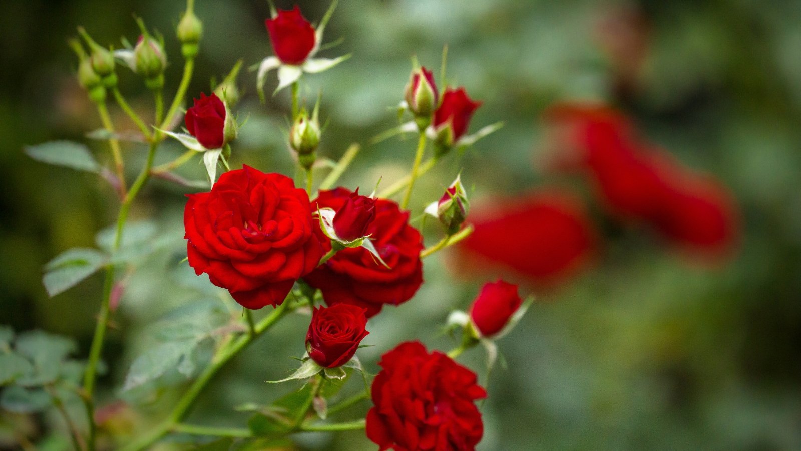 9 Fall Care Ideas for Roses Batang Tabon