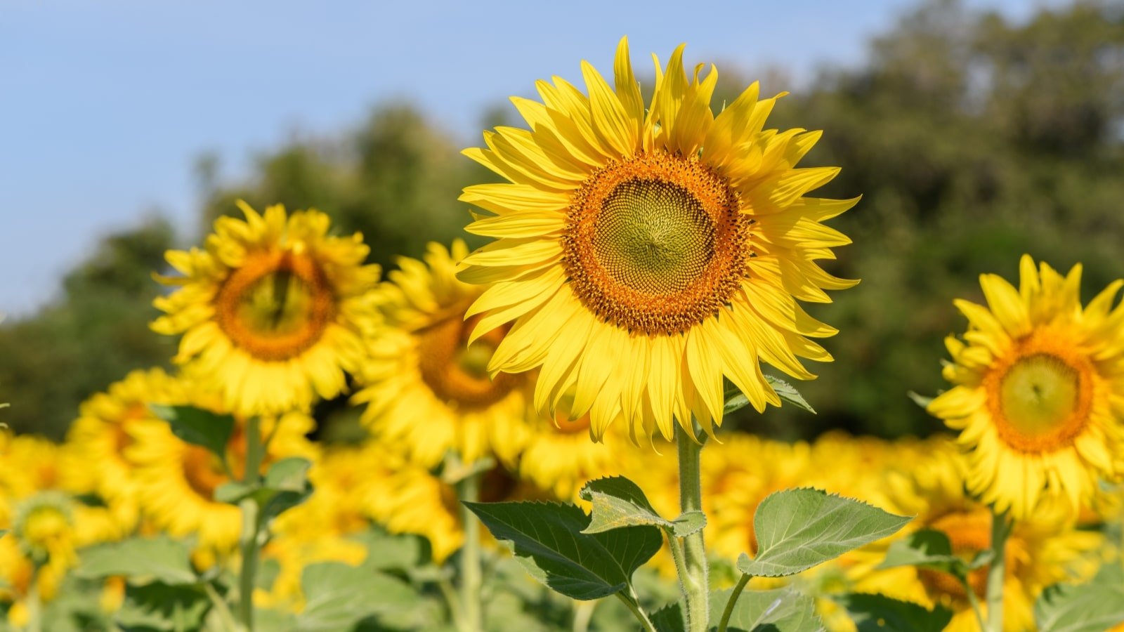 Yellow Annual Flowers That Bloom All Summer edu.svet.gob.gt