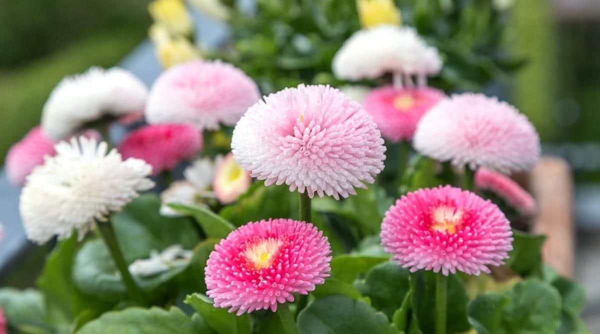 Bellis perennis L