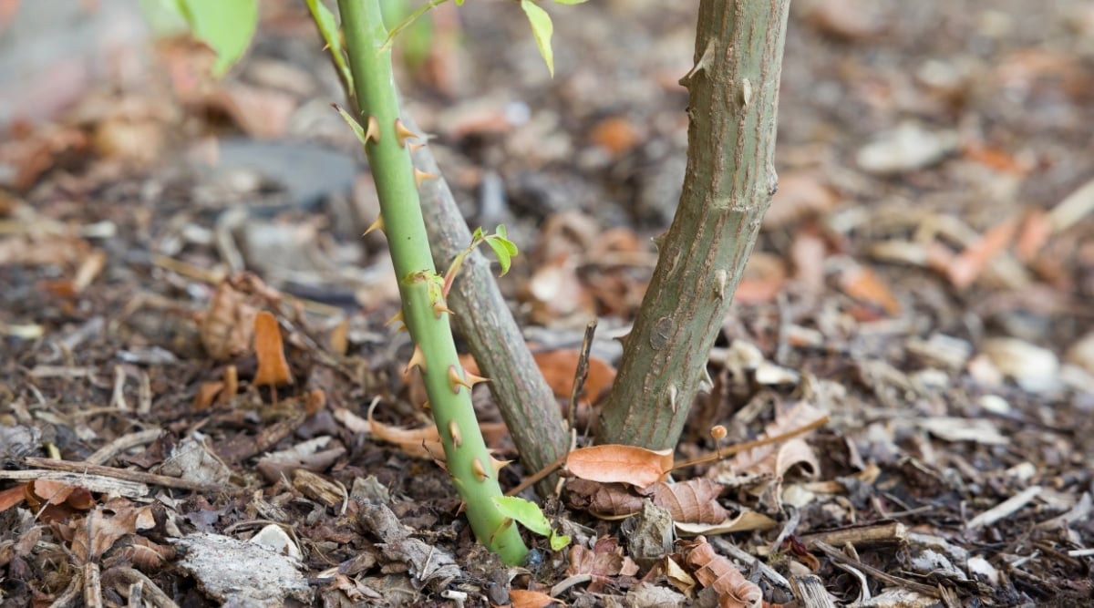Below Ground Grafted Roses growing new green stalk in the ground.