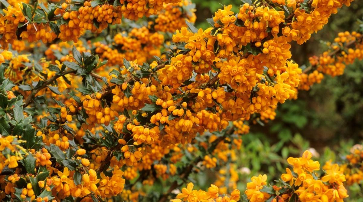 A closeup shot of a Apricot Queen branch appearing to have bright orange blooms with deep green foliage