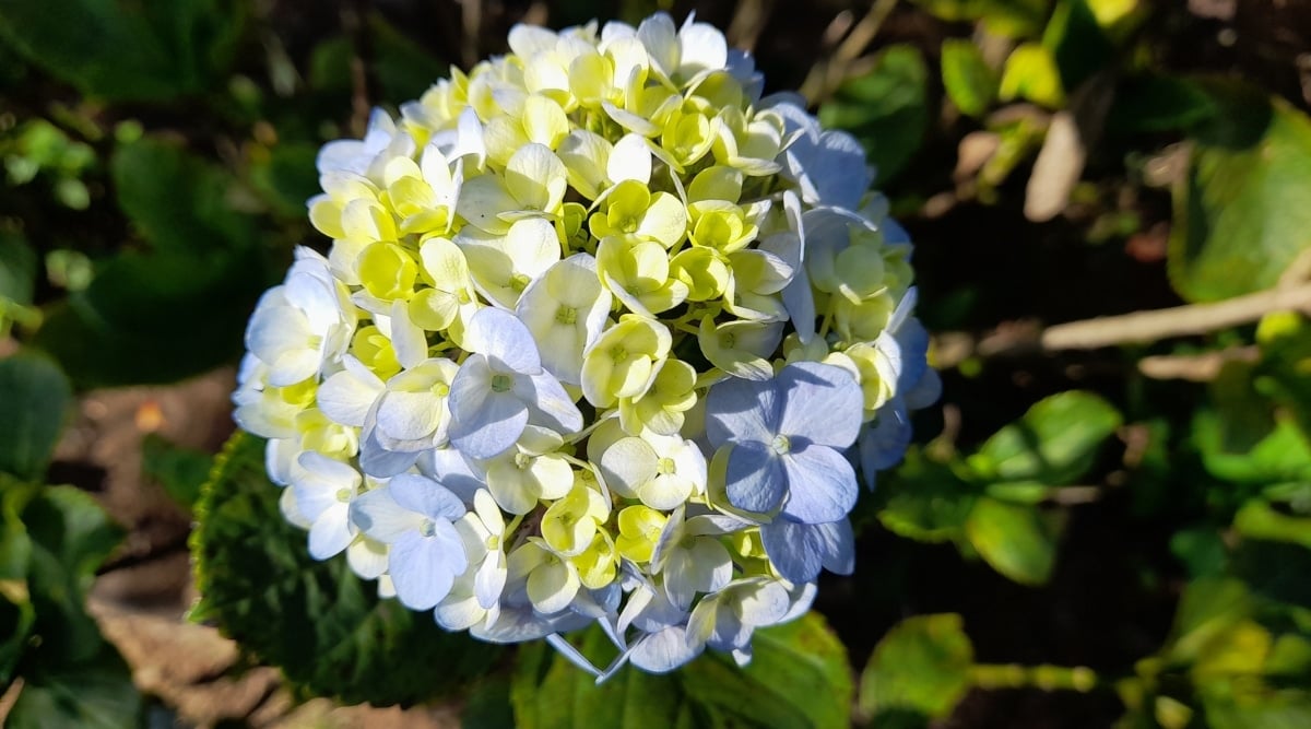 Close-up of a slightly domed cluster of two-toned Hydrangea flowers. The blooms exhibit a mesmerizing mix of blue and creamy-white. Several green leaves form a blurred background, enhancing the allure of the floral cluster. The sun shines brightly on the flowers.