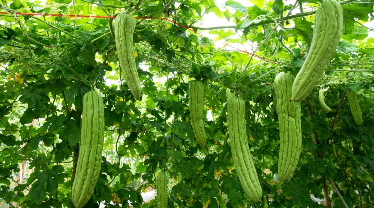 Close-up of ripe Bitter Melon &lsquo;Number One&rsquo; fruits hanging from the vines in the garden. The Bitter Melon &lsquo;Number One&rsquo; is a vine that produces distinctive, oblong-shaped fruits with a warty, textured surface. The fruits are green. The plant also features deeply lobed leaves that are green and resemble the leaves of other melon plants.