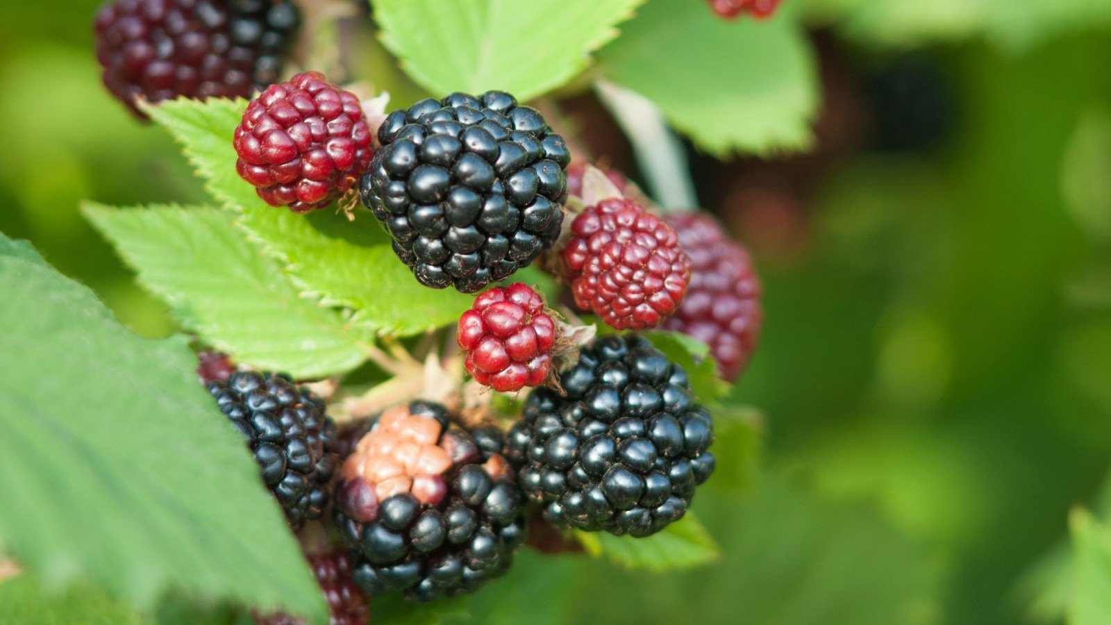 19 Companion Plants to Grow With Blackberries