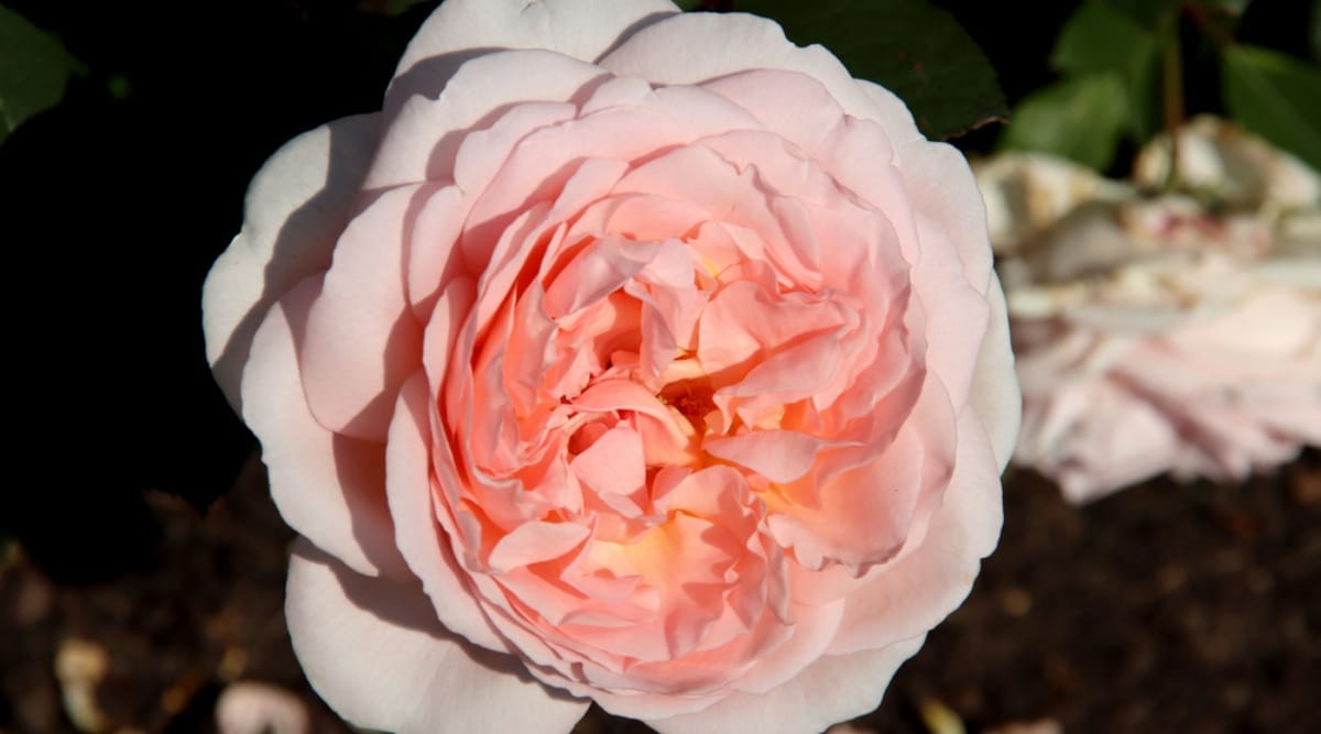 Close up of a single large flower in fading sunlight. The flower is made up of several delicate, creamy pink petals that turn apricot toward the center. The petals are profuse and bloom in a double-cup shape.