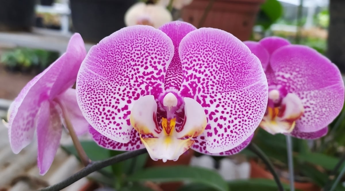 Blooming Pink Orchids Are Flowering Epiphytes