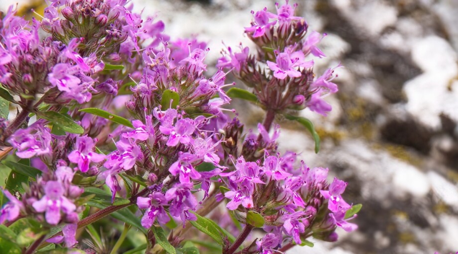 How to Grow a Creeping Thyme Lawn