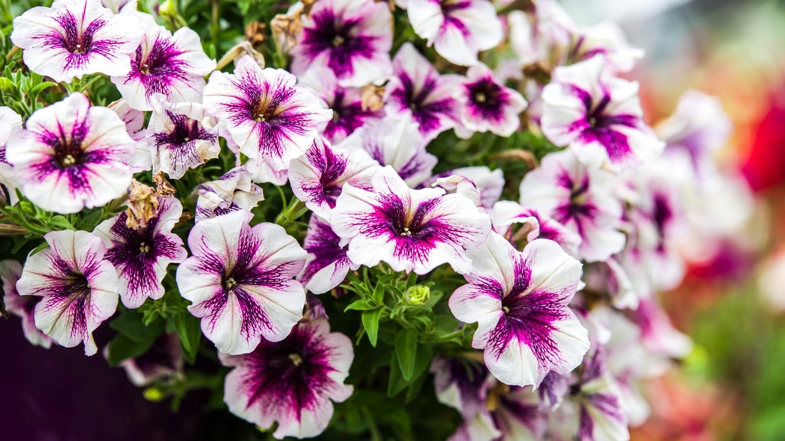 Petunia Flower